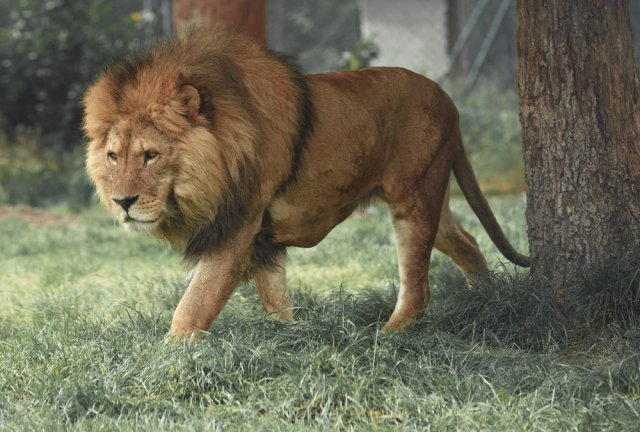 chameera animal
