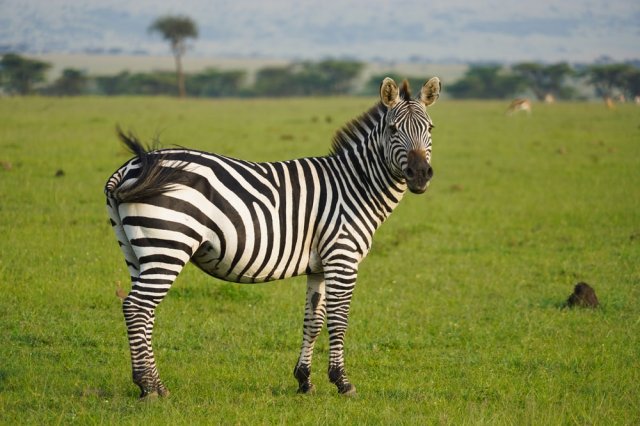 Animal
