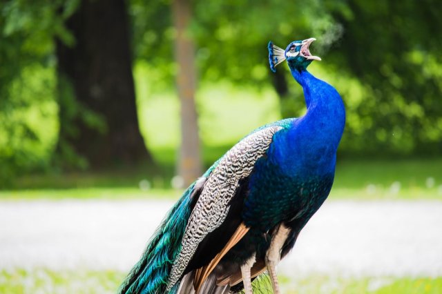 Animal