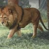 Animal